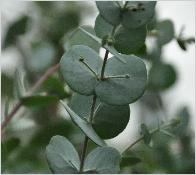 Eucalyptus 'Azura' Closeup