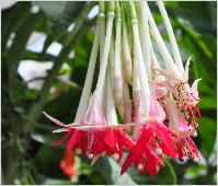 Fuchsia boliviana flowers vn