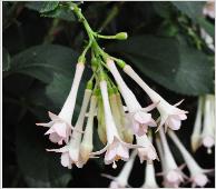 Fuchsia 'Our Ted' flowers