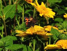 Helianthus decapetalus 'Capenoch Star' bijenplant vlinders lokkend