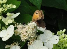 HydrangeapaniculataMagicalflamevlindersbijenplant2