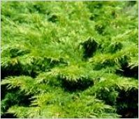 Juniperussabina