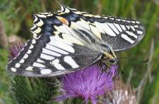 Koninginnenpage Papilio machaono pakker distel Cirsium arvense