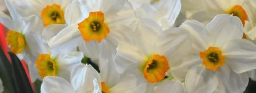 NarcissusGeraniumgroep