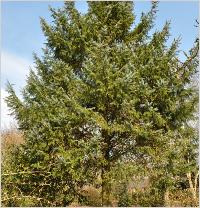 Picea sitchensis globalview