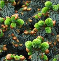 Picea sitchensis 'Papoose' closeup