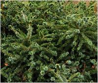 Picea sitchensis 'Schermbeck' habitus