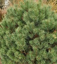 PinussylvestrisCountryBLuehabitus