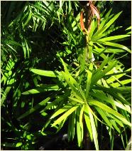 Podocarpus chinensis var chinensis