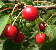 Prunusaviumzoetekers