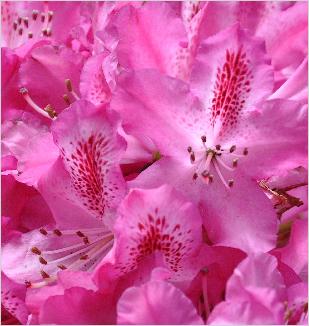 Rhododendron 'Etoile de Sleidinge' 