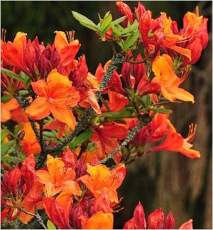 Rhododendron' Golden Eagle' bloemfoto Knaphill-Exbury-azalea