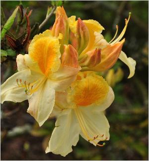 Rhododendron 'Golden Sunset'  Mollis-azalea-closeupbloem