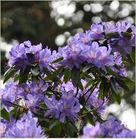 Rhododendron scintillans x Augustinii 
