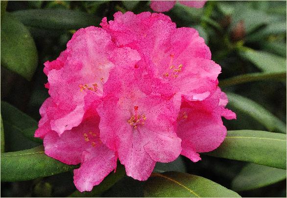Rhododendron 'Anka Heinje' hybride R. yakushimanum x R.America closeup