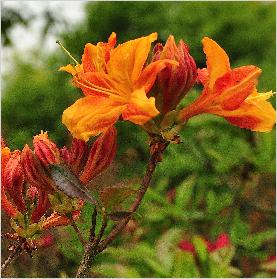 RhododendronAnnabellebloemenfoto