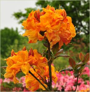 RhododendronAnnabellecloseupbloemvnn
