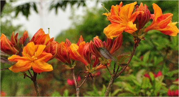 RhododendronAnnabellebloemenfoto