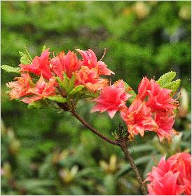 Rhododendron 'Apelles' Harde Gentse azalea