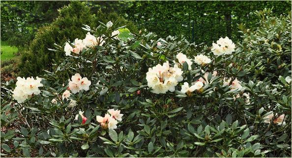 RhododendronBabettehybridehabitus