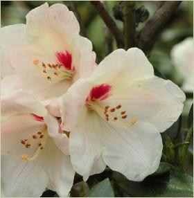 RhododendronBabettebloemcloseup2a