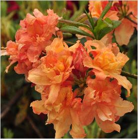 RhododendronBarbecuecloseupfotovn