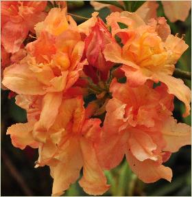 RhododendronBarbecuecloseupfotovn1