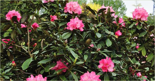 RhododendronBelonahabitusfotohybrideRyakushimanumxRBrittania