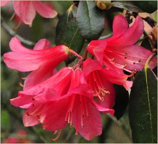 RhododendronBiskrabloemenhangend