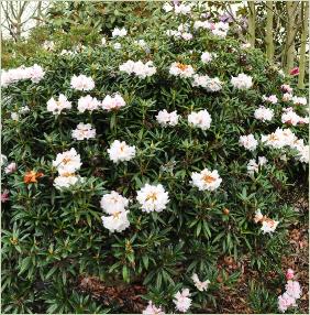 RhododendronBlewburyglobalview