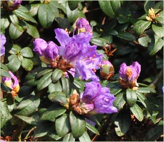 RhododendronBlueDiamond1