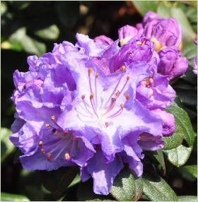 Rhododendron 'Blue Diamond' 