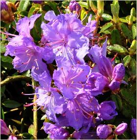 RhododendronBlueTit2