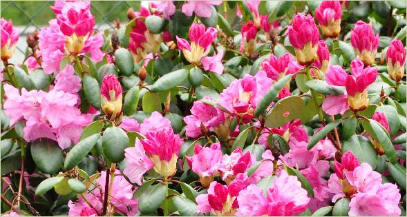 RhododendronBocciakruisingRProfFBettexxRwilliamsianum