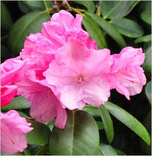 RhododendronBocciakruisingRProfFBettexxRwilliamsianumcloseupvn