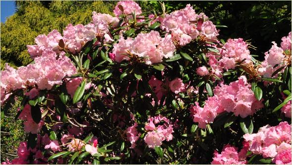 RhododendronBritanniaxyakusimanum