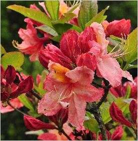 RhododendronCecilecloseupbloemKnapHillExburyAzalea