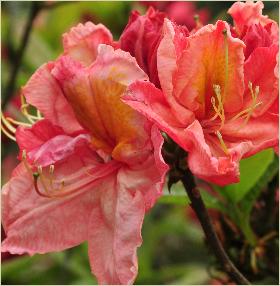 RhododendronCecileKnaphillExburyazalea