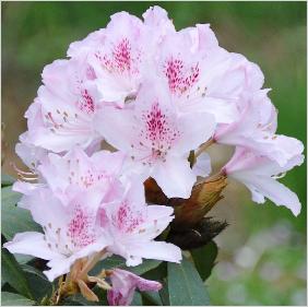 RhododendronCheer