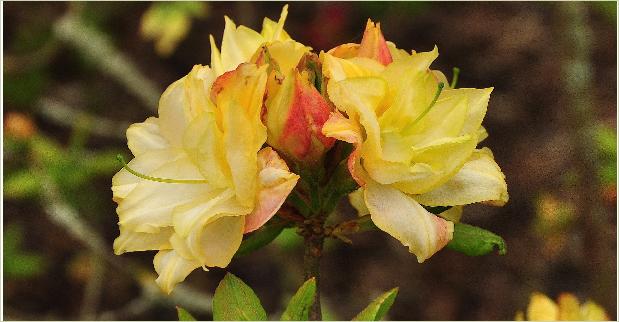 Rhododendron 'Chelsea Reach' closeupbloem vnn