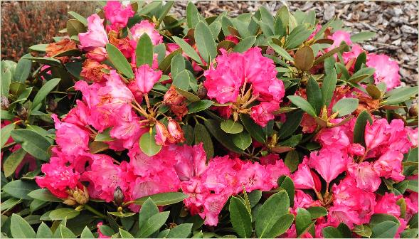 RhododendronCorneliaRYakushimanumhybridehabitus