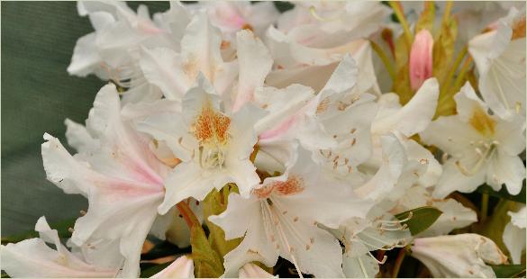Rhododendron 'Cunningham's White' -hybride 2