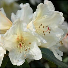 Rhododendron 'Dairy Maid' closeupVN