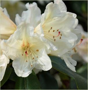 Rhododendron 'Dairy Maid 'closeup 