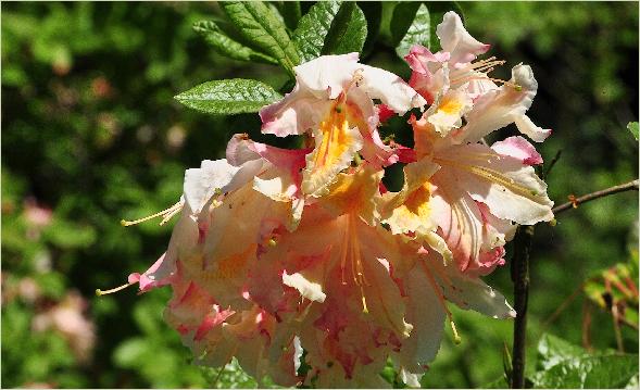 Rhododendron 'Delicatissima' Occidentalis Azalea closeup bloem