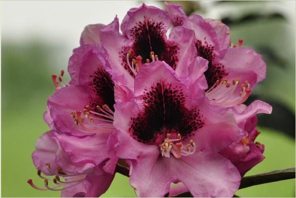 RhododendronDhrDeClercqhybrideRnigrescensxRLoderi
