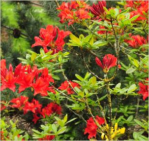 RhododendronDioramahabitusfotoAzaleaviscosahybride2
