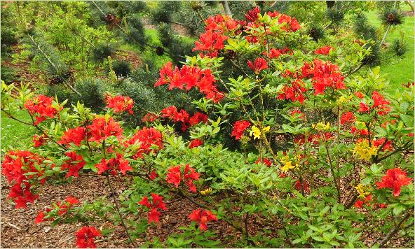 RhododendronDioramahabitusfotoAzaleaviscosahybride