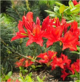 RhododendronDioramahabitusfotoAzaleaviscosahybride2a