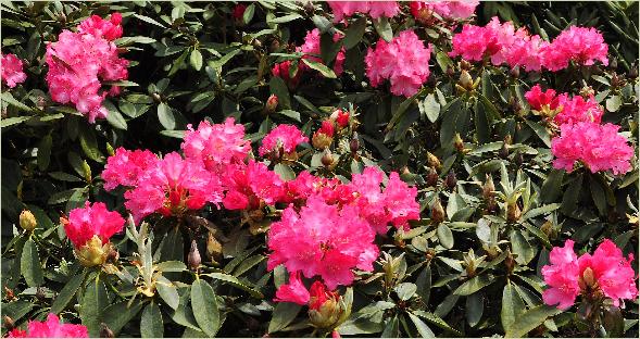 RhododendronEggertRower